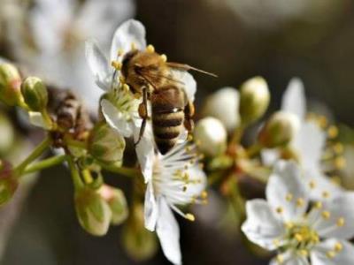 Progetto api e verde ambientale foto 
